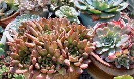 多肉爆料全过程视频