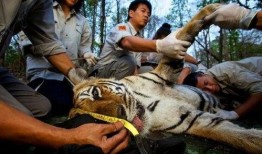 王老虎被爆料视频大全下载,揭秘背后真相与争议