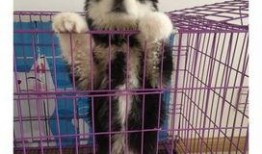 狼狗最新爆料图片大全