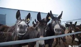 二驴爆料聊城事件视频完整版,二驴爆料视频完整版深度解析