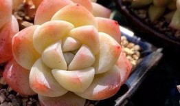 多肉爆料全过程视频