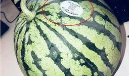 吃瓜网今日吃瓜网红,网红风云再起，吃瓜网揭秘网红幕后故事