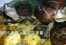 乌龟塌房爆料视频播放,乌龟塌房爆料视频引发网友热议