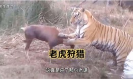 王老虎被爆料视频大全下载,揭秘背后真相与争议