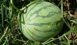 吃瓜网红前十名排行榜,揭秘网络红人的瓜田传奇