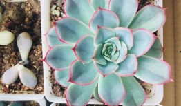 多肉爆料全过程视频