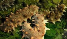 妖怪爆料海参视频播放,妖怪视角下的神秘生物奇观