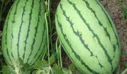 吃瓜网红前十名排行榜,揭秘网络红人的瓜田传奇