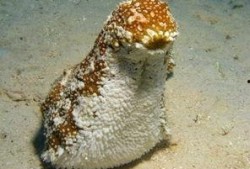 妖怪爆料海参视频播放,妖怪视角下的神秘生物奇观