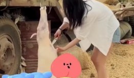 网红家暴吃瓜视频大全,揭秘网络暴力背后的真相